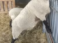 Хуц, White Suffolk sheep — 2 зураг