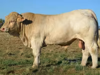 Tyre, Charolais cattle — foto 7
