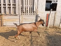 Bak, Alpine goat — 1. fotó