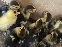 Ducks — fotografija 1