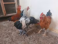 Chickens — عکس 2