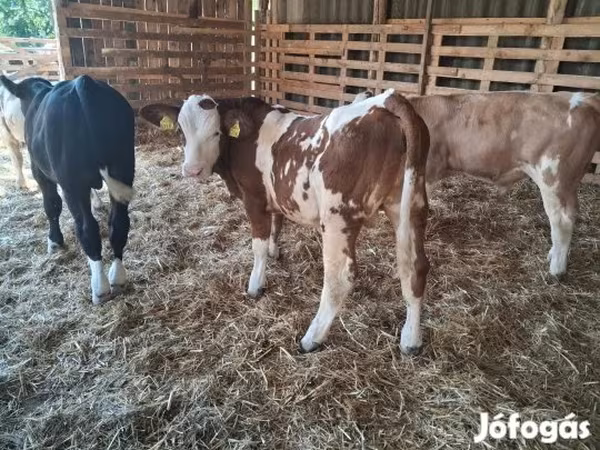 วัวตัวผู้, Simmental cattle