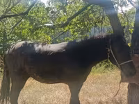 Cavalo, French Trotter — foto 4