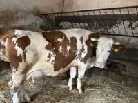 Ko, Simmental cattle — foto 1