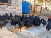 Australorp — zdjęcie 5