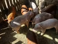 แม่สุกร, หมู — รูปภาพ 2