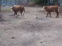Bik, Simmental cattle — fotografija 4
