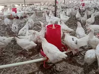 لوهمان براون — الصورة 3