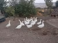 Geese — foto 5