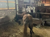 Cavallo, Cavalli — foto 3