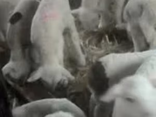 雄羊, Lacaune sheep
