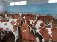 วัวตัวผู้, Simmental cattle — รูปภาพ 3