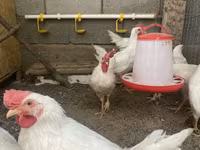 Leghorn — Foto 2