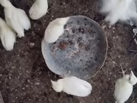 Turkeys — 사진 5