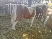 گھوڑا, Miniature horse — تصویر 4