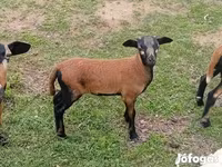 แกะตัวผู้, Cameroon sheep — รูปภาพ 3