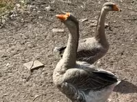 Geese — fotografija 2