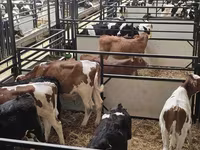 Dibi, Cattle — sawirka 3
