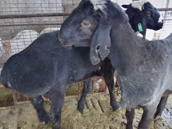 Wad, Blackheaded Persian sheep