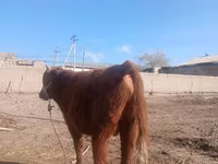 گاو و گوساله (گروه، جنسیت مشخص نشده), گاو — عکس 4