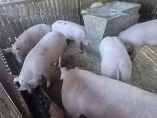 Doofaar dhaddig, Pigs