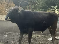 گاو نر, Swiss cattle — عکس 6