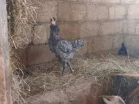 Australorp — foto 5