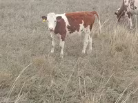 Krava, Simmental cattle — fotografija 1