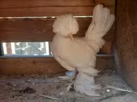 Chickens — foto 6