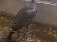 Turkeys — foto 1