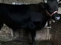Lembu jantan, Cattle — foto 5