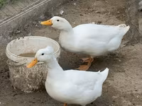 Pekin tedesco — foto 1
