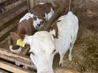 Krowa, Węgierska szara rasa — zdjęcie 5