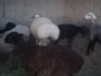 قوچ, گوسفند — عکس 1