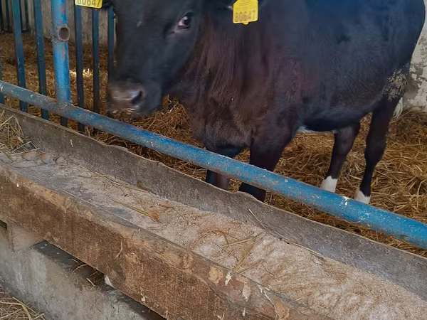 گاو ماده, آبرادین-آنگوس