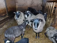 Får, Romanov sheep — foto 1