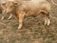 Toro, Charolais cattle — foto 3