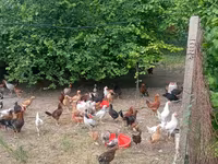 Chickens — عکس 3