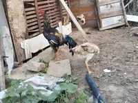 Chickens — foto 3