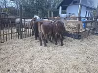 Bulle, Simmental cattle — Foto 3