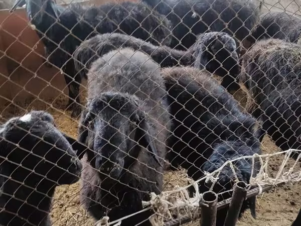 Mbuzi dume, Mbuzi