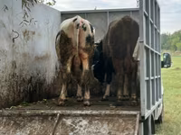 காளை, மாடுகள் — புகைப்படம் 2