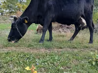 گاو ماده, Russian Black pied cattle — عکس 5