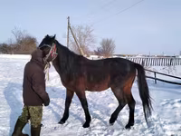 Pastuv, Arabian horse — fotografija 1