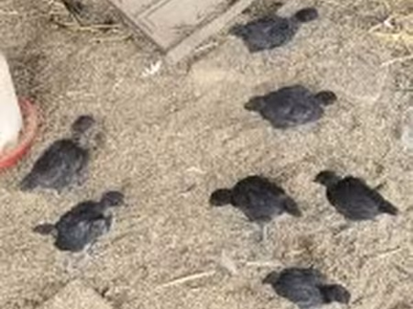 Ayam Cemani