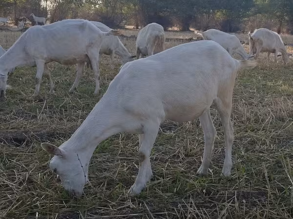 بز ماده, Saanen goat