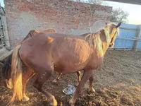 Адуу, Horse breed — 2 зураг
