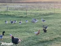 Geese — zdjęcie 2