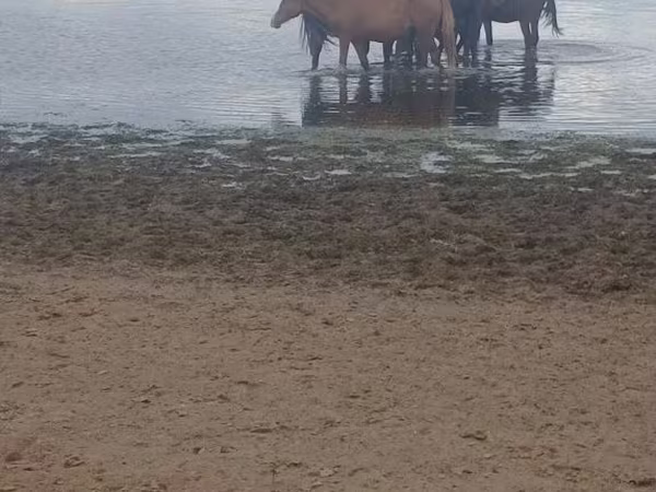 ม้าตัวเมีย, Kustanai horse
