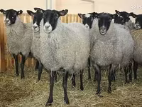 பெண் ஆடு, Romanov sheep — புகைப்படம் 1